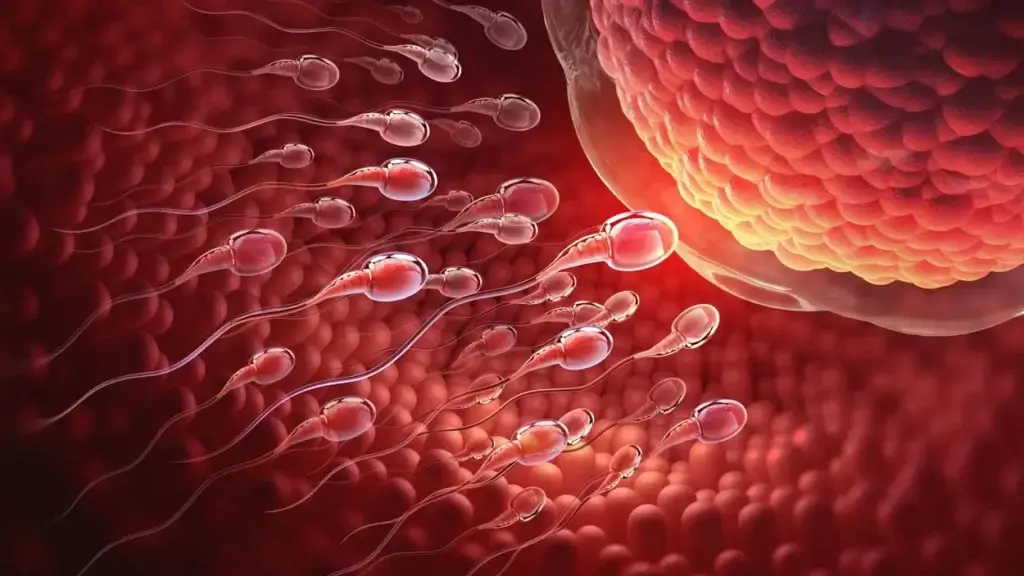 Male Fertility Decline